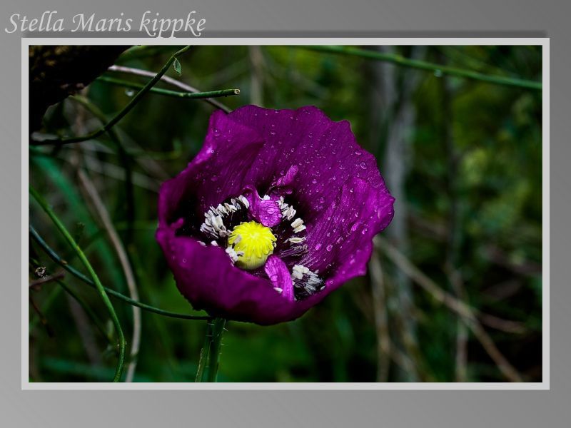 "Seudo amapola" de Stella Maris Kippke