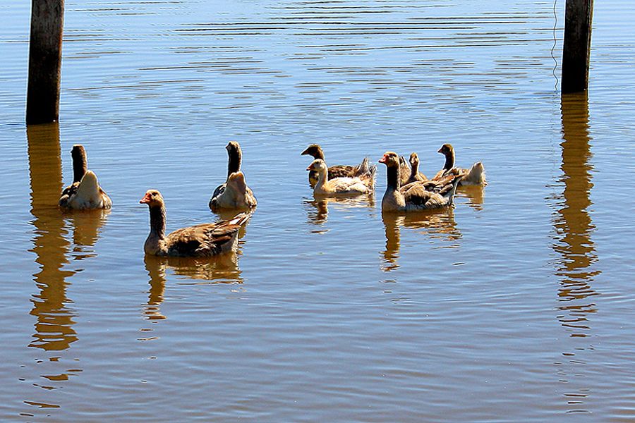 "Patitos en la laguna" de Stella Maris Kippke