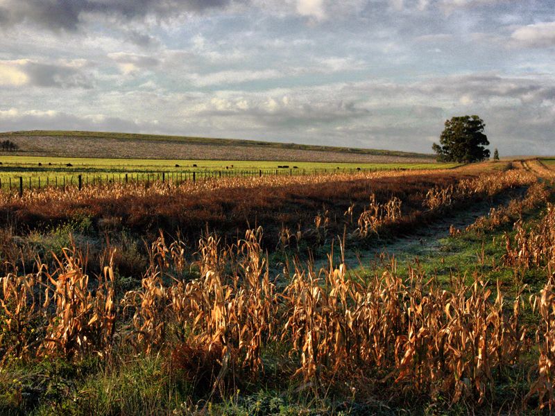 "Colores en el campo" de Eli - Elisabet Ferrari