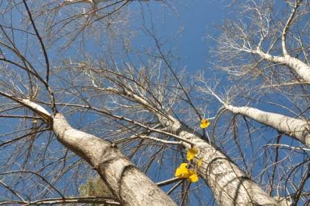 "`COMO TOCANDO EL CIELO...`" de Jose Alberto Vicente