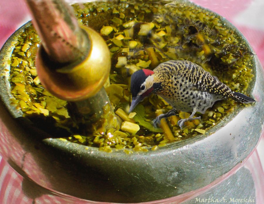 "Estos son los mates que cebo... sirven de posadero" de Martha A. Moreschi