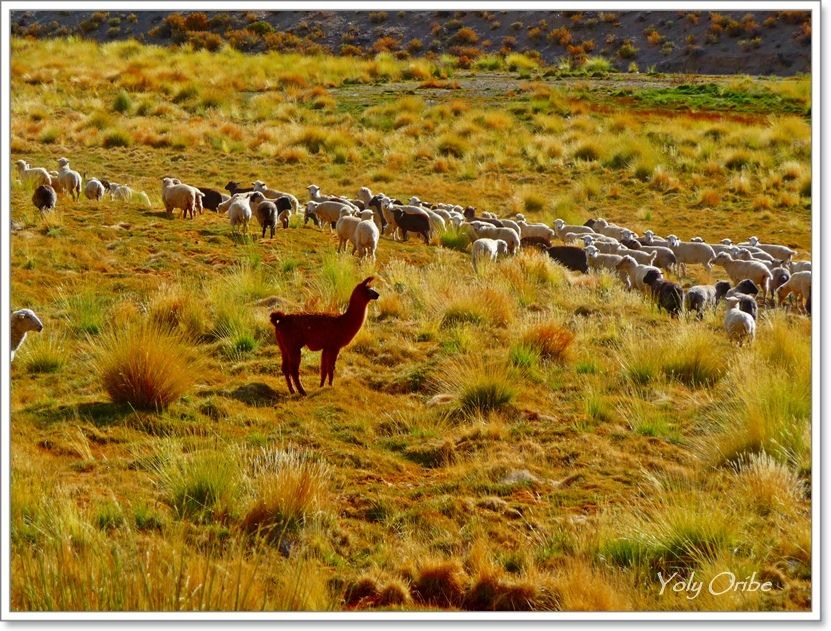 "101,102,103 contando ovejitas (la llama)" de Yolanda Isabel Oribe
