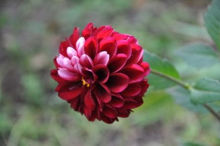 "DALIA BORDO" de Jose Alberto Vicente