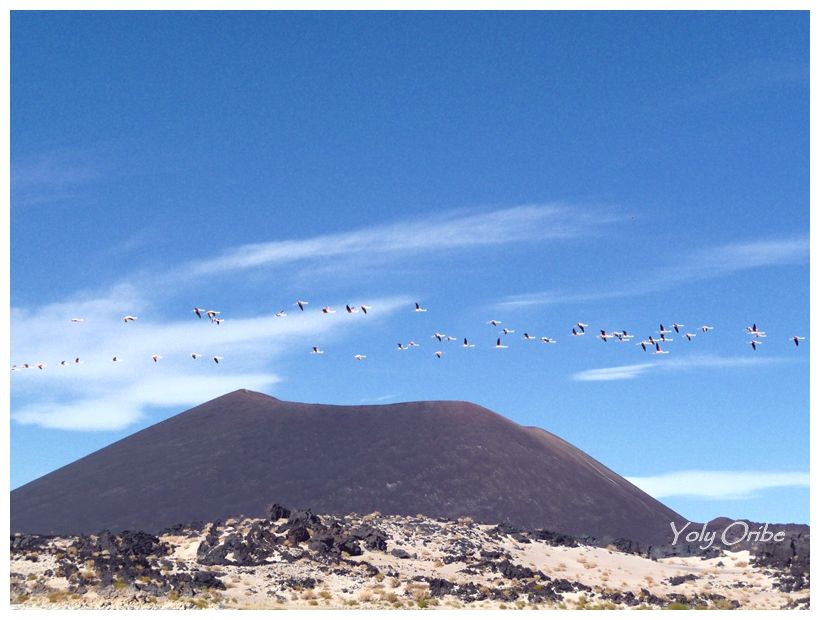 "Flamencos sobre el volcan Antofagasta" de Yolanda Isabel Oribe