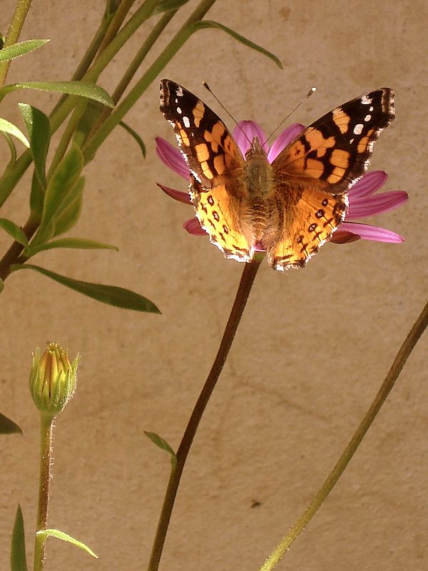 "Mariposa entre la sombra y la luz" de Eli - Elisabet Ferrari