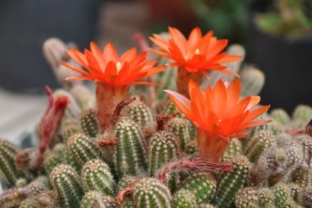 "CACTUS  EN FLORACION" de Jose Alberto Vicente