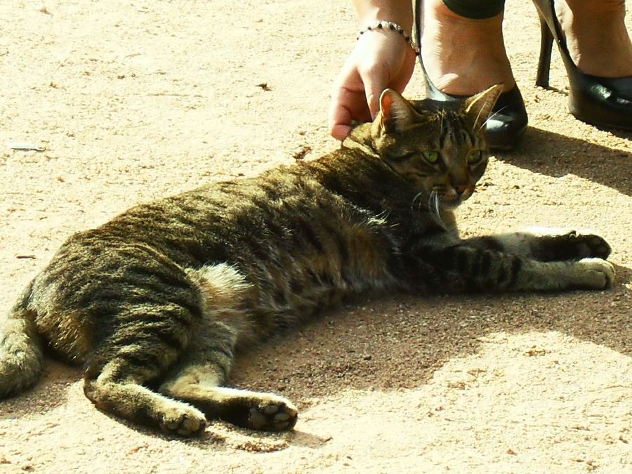 "UNO CARIO" de Anglica Pegas