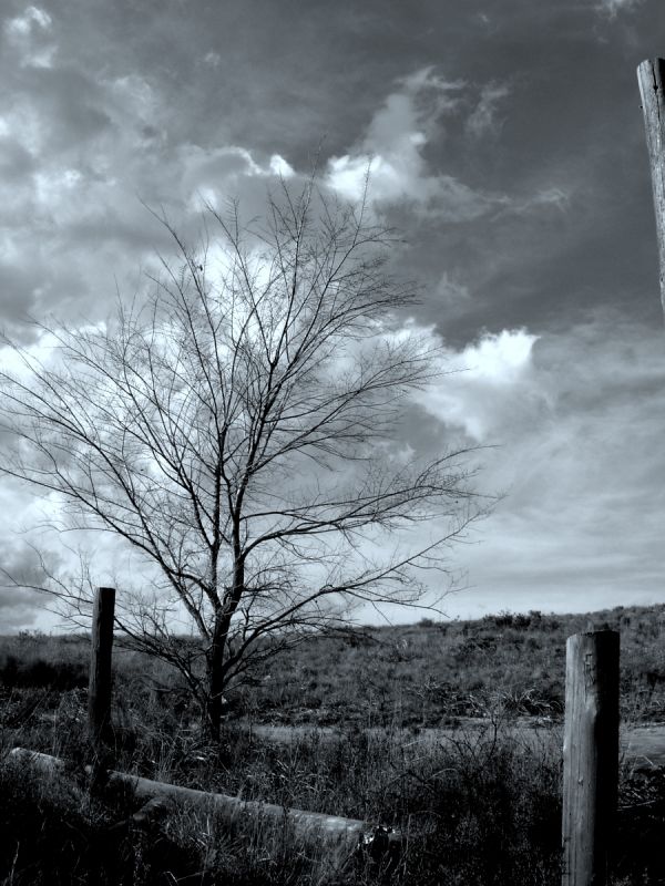 "Invierno, rboles y nubes" de Jorge Berterretch