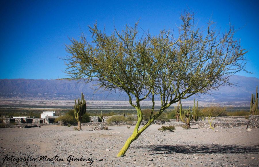 "Sin Titulo" de Gimenez Martin