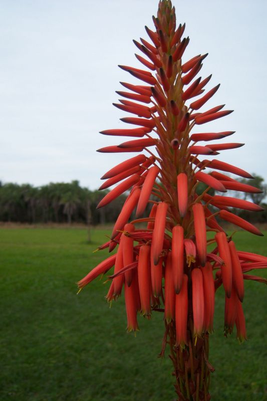 "flores del campo" de Daniel Alberto Prez