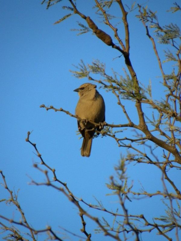 "pajaro de barro" de Javier Adam