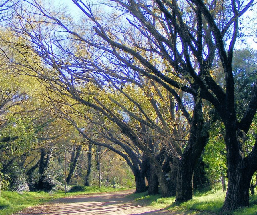 "paisaje bucolico" de Rosie Kolacek