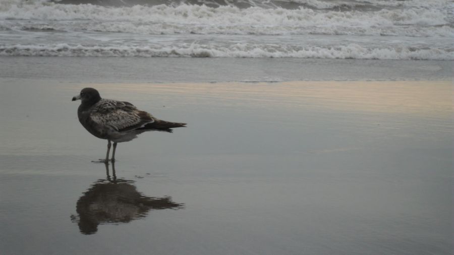 "Gaviota en la maana..." de Jorge Hoffmann