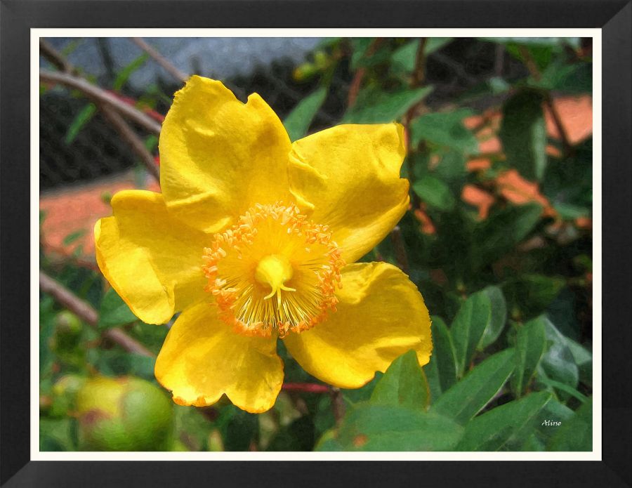 "En amarillo" de Solis Alba Iris