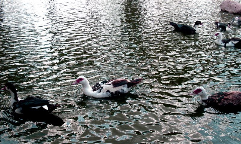 "Agua plateada." de Silvia Beatriz Insaurralde (petalo)