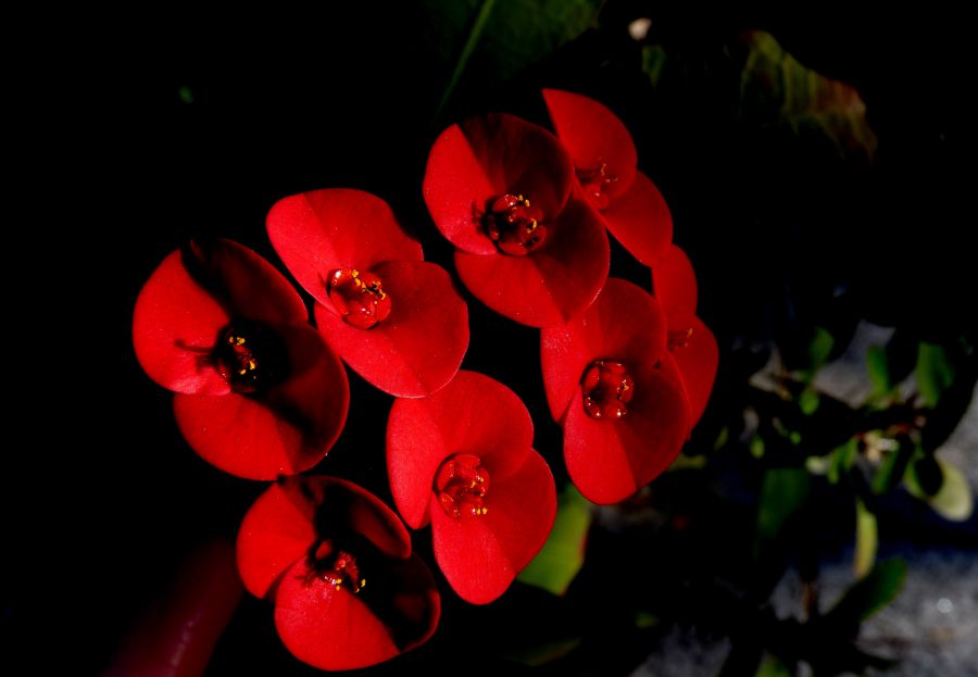 "rojo pasion II" de Noemi Gomez