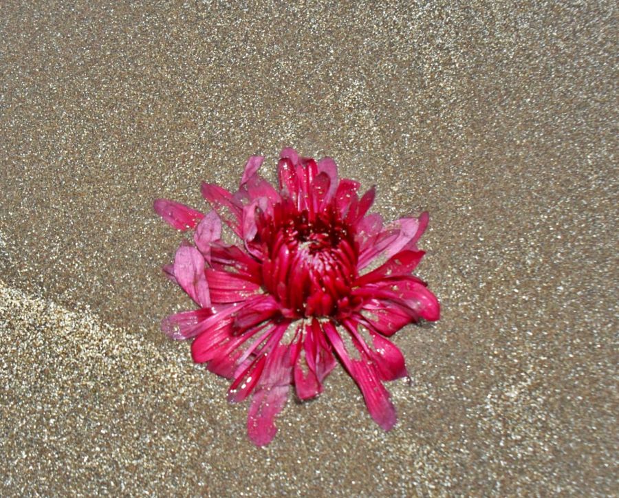 "color en la playa..." de Jorge Hoffmann