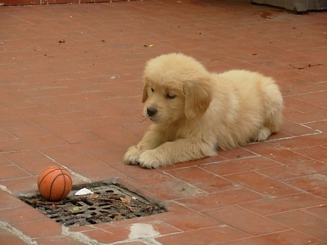 "queres jugar, pelota???" de Mercedes Orden