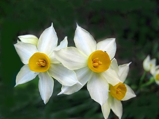 "Belleza en el jardn" de Mara Griselda Garca Cuerva