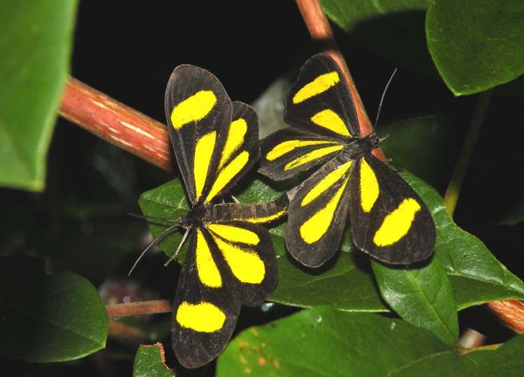 "pareja pintada" de Lidia Gonzalez