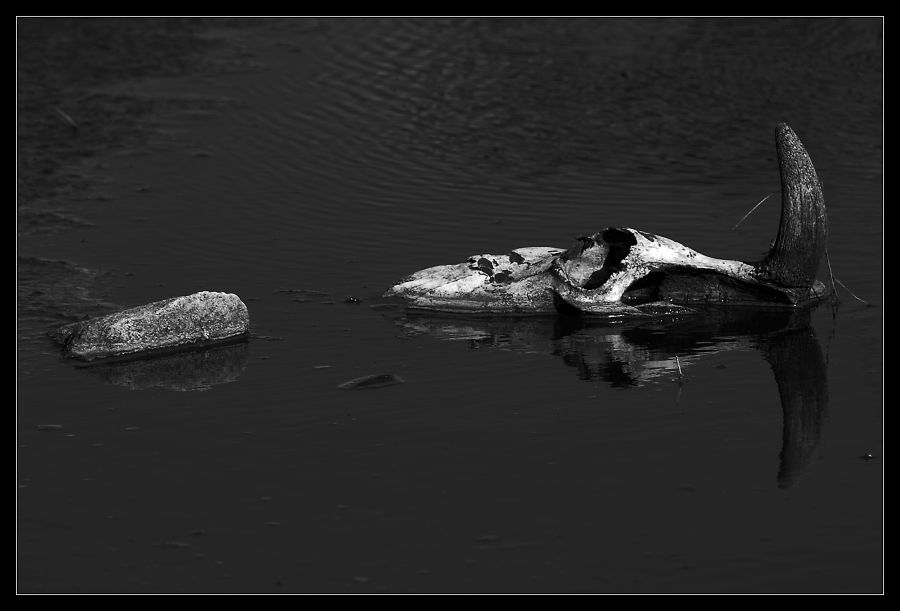 "Reflejos" de Seba Japas