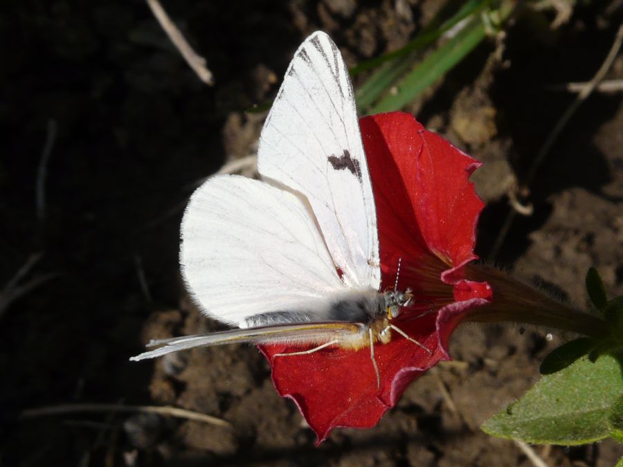 "rojo y blanco" de Dante Escudero