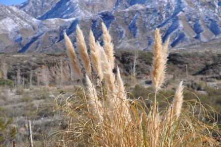 "`CORTADERAS EN LA PRECORDILLERA`" de Jose Alberto Vicente