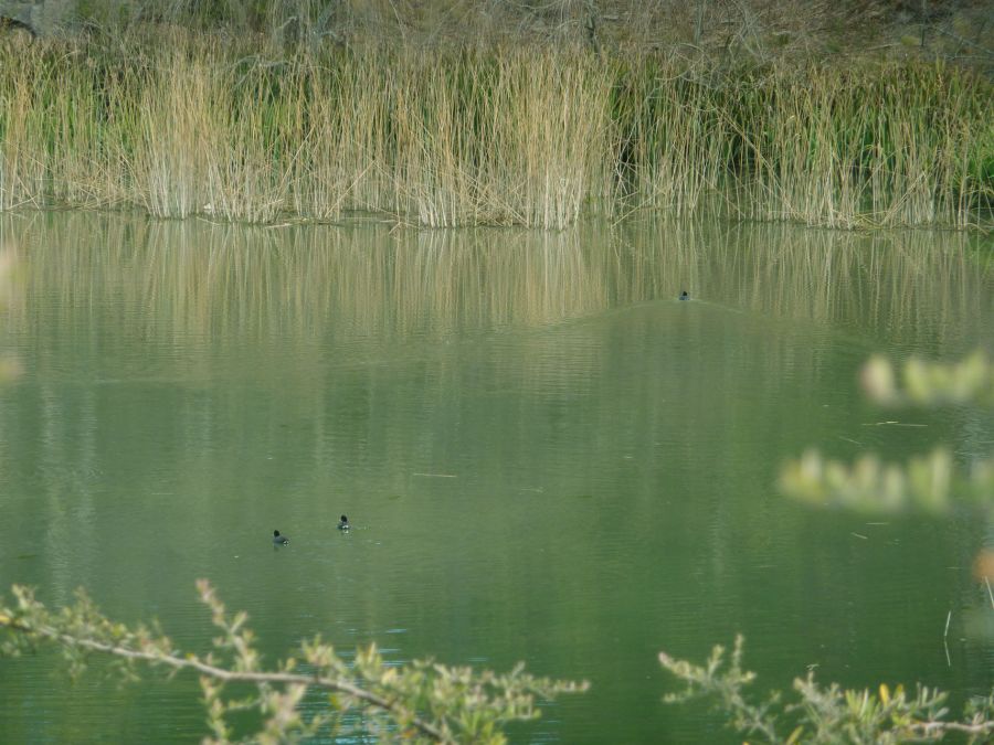 "Paz en el lago" de Ricardo Marziali