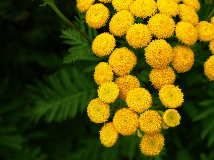 "Verde amarelo" de Virginia Rapallini