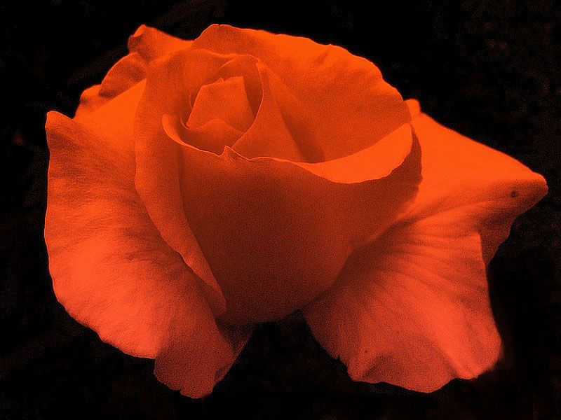 "rosa pasin" de estela rosso