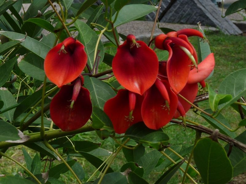 "nuestra flor nacional" de Maria Susana Polizzi