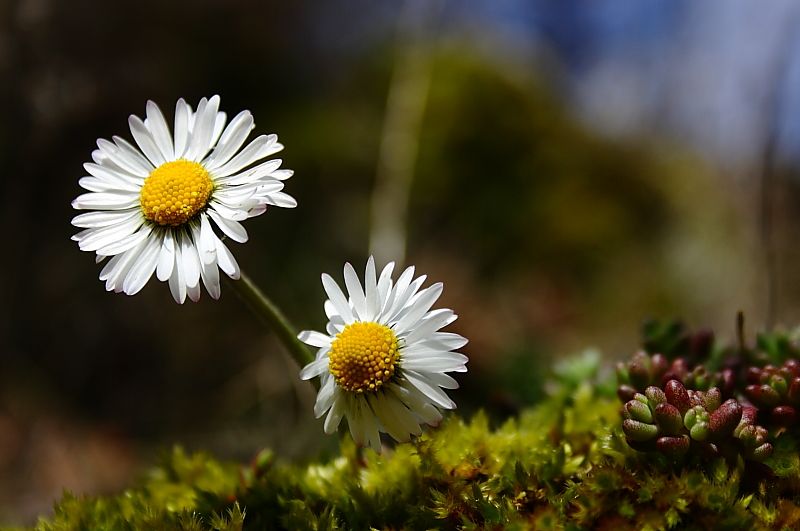 "primavera" de Luis Dez