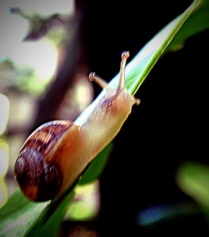 "La ruta del caracol" de Cristina Wnetrzak