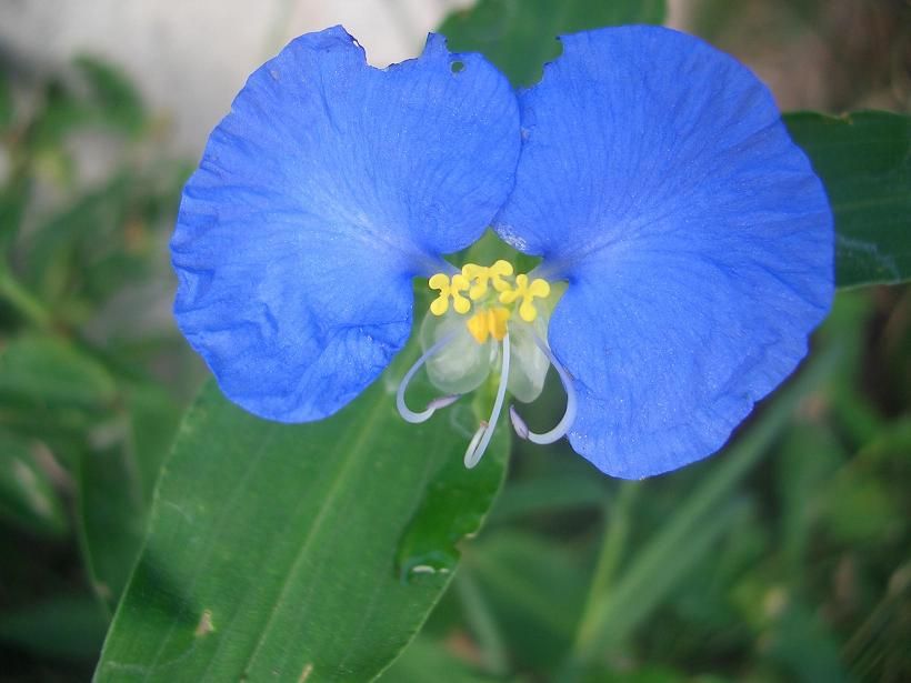 "Flor azul recibiendo el rocio de la maana" de Adolfo Fioranelli