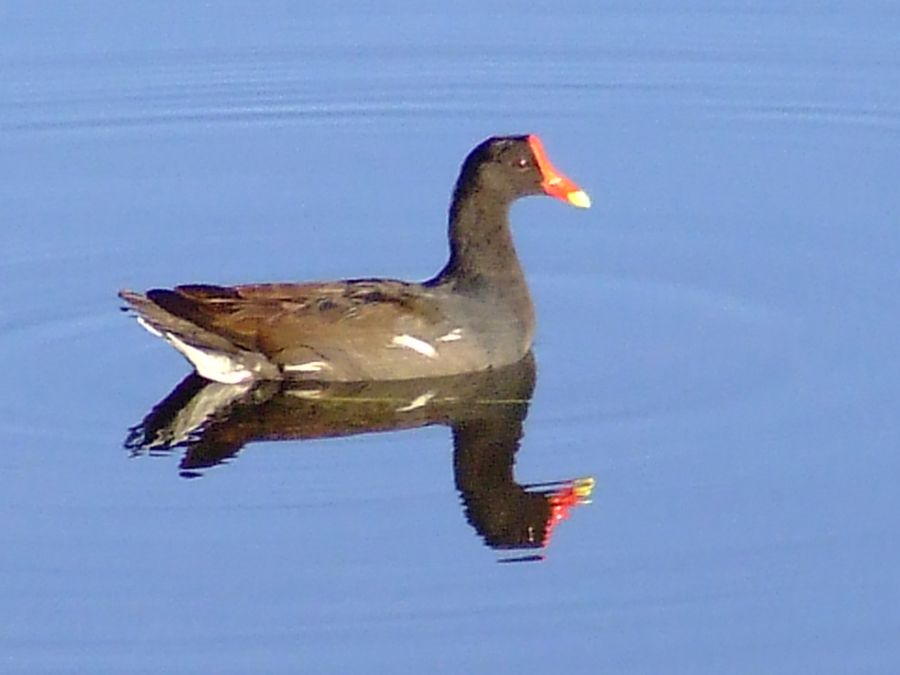 "Patico en el Lago" de Oscar Alonso Vazquez