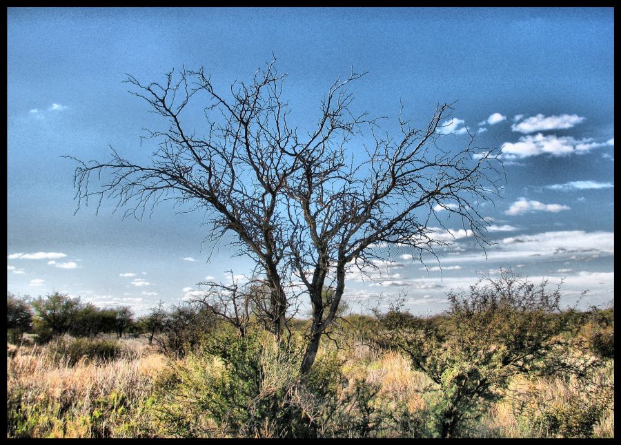 "RAICES AL CIELO" de Juan Esteban Pieralisi