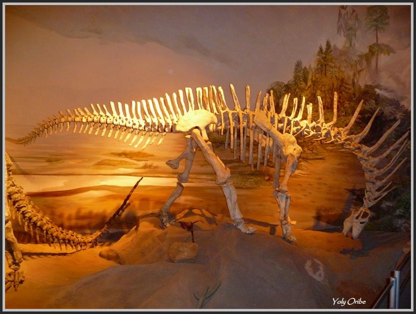 "Museo Paleontolgico en Trelew" de Yolanda Isabel Oribe