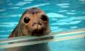 Foquita en Acuario de Mardel