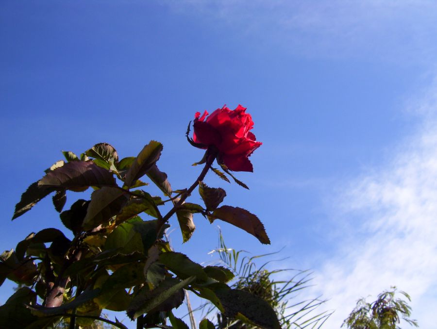 "Sombra de Rojo" de Edith M. A. Marin