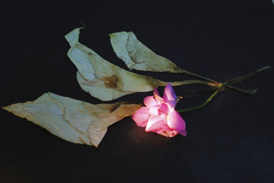 "LA FLOR DE LUZ" de Hugo Carballo (oxido)