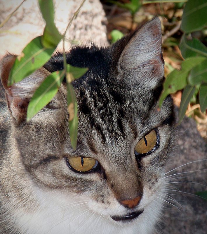 "Gato a la sombra" de Cristina Wnetrzak