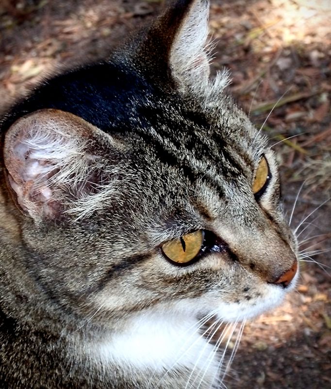 "Gato a la sombra (2)" de Cristina Wnetrzak