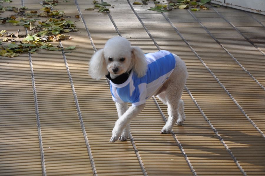 "`VAMOS ARGENTINA`" de Jose Alberto Vicente