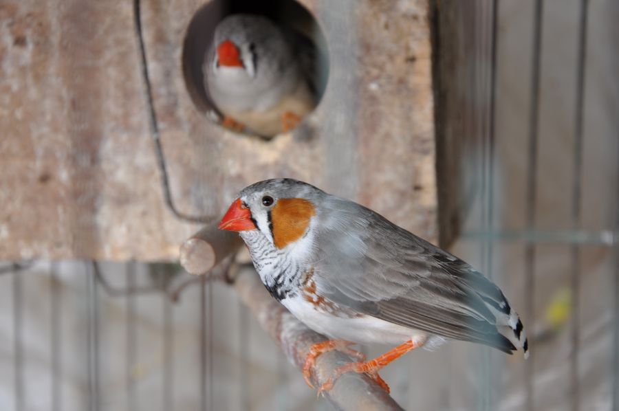 "`DIAMANTES` (AVES)" de Jose Alberto Vicente