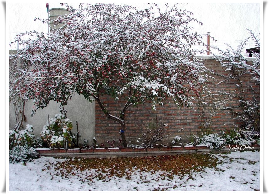 "Nieve en mi jardin" de Yolanda Isabel Oribe