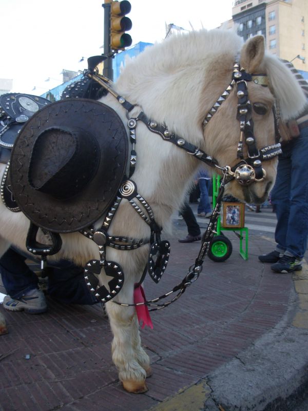 "el pony del bicentenario!!!" de Mercedes Orden