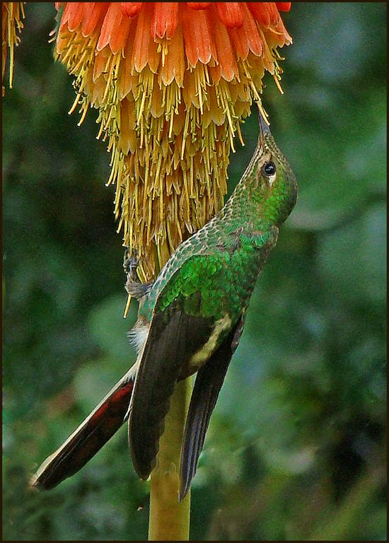 "COLIBRI" de Ruben Perea