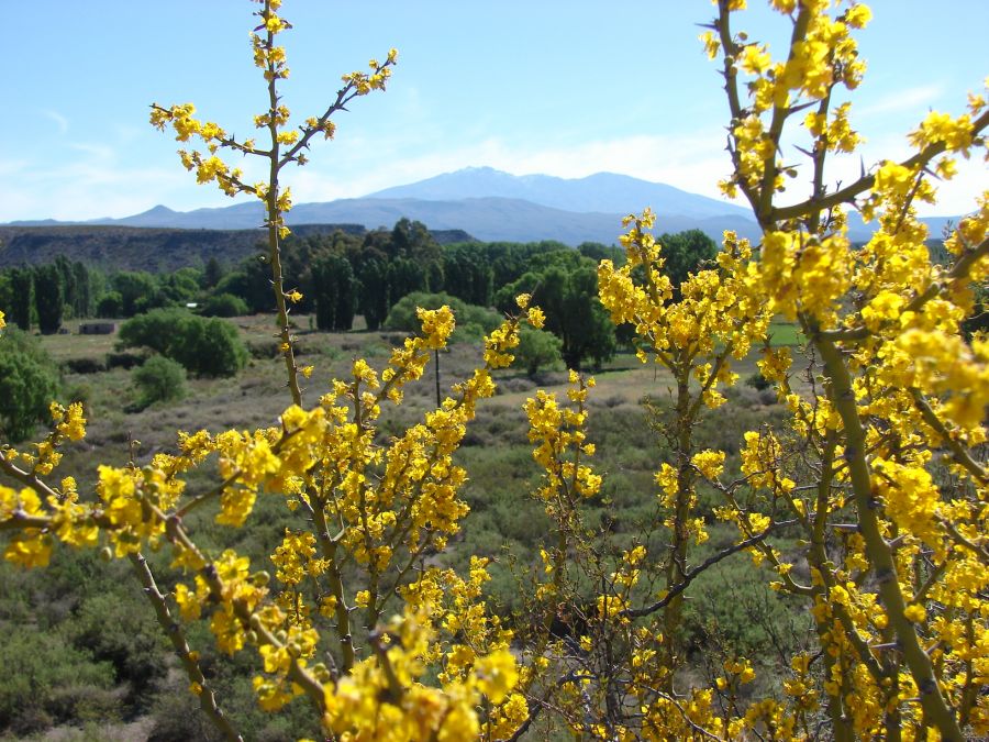 "el jardin de la montaa" de Dante Escudero