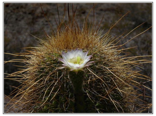 "Flor de cardn" de Carlos Arnaldo Palomeque