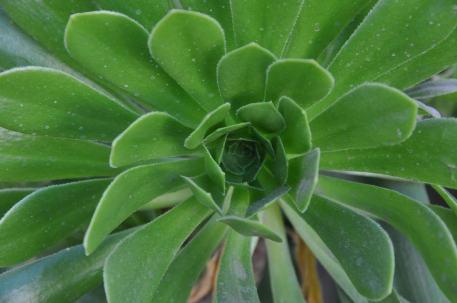 "ROSA VERDE" de Jose Alberto Vicente